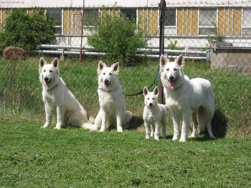 Foto: Bílý výcarský ovčak-Chovná stanice Z Blatenských luk