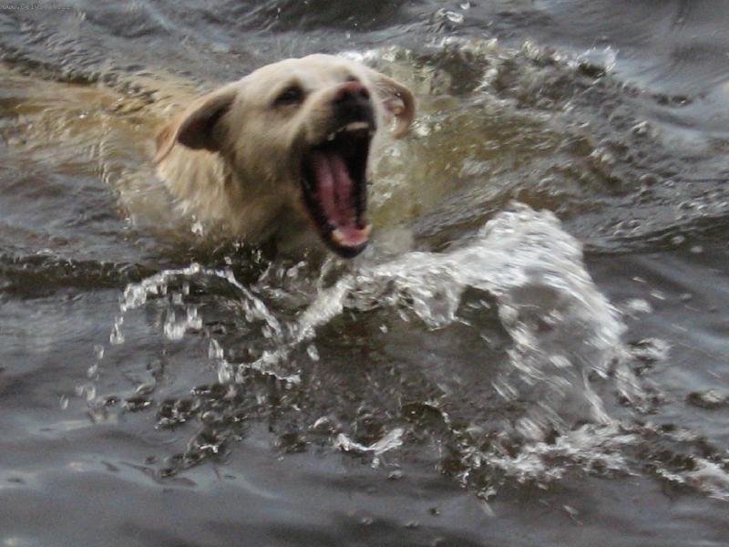 Foto: Argo a vodní hrátky-Argo a vodní hrátky
