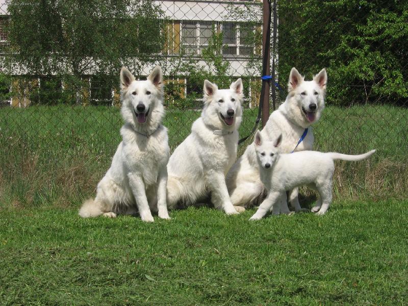 Foto: Bílý výcarský ovčak-Chovná stanice Z Blatenských luk