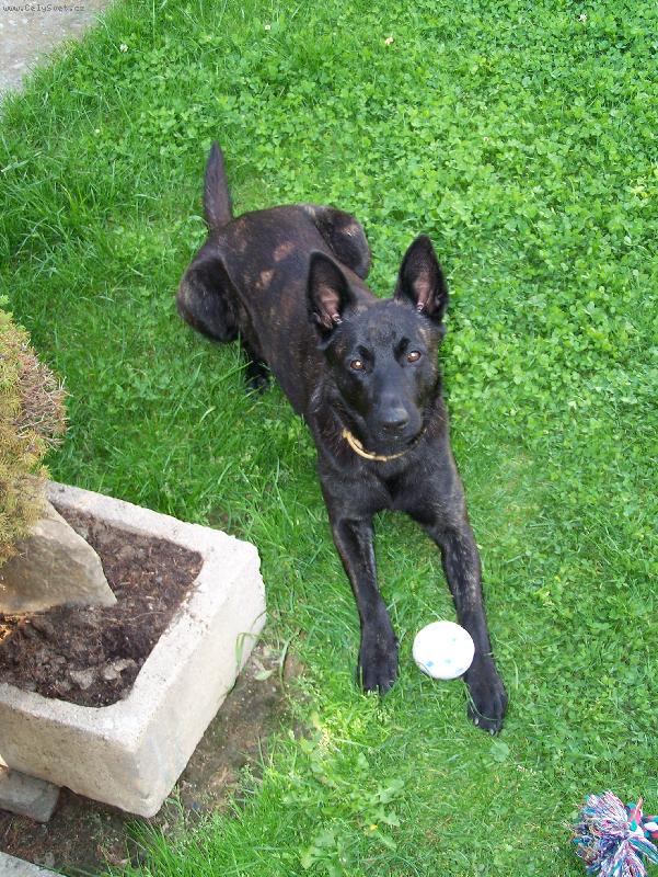 Foto: Arwin Silber aus Mährischen Bergen