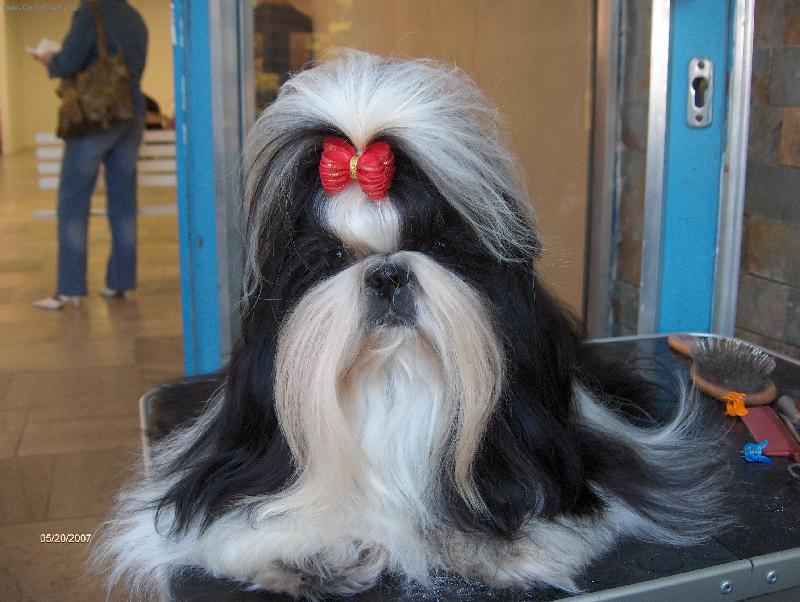 Foto: Princezna Lada-dlouhé čekání na výstavě