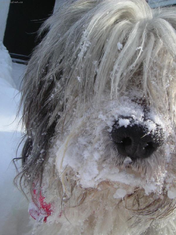Foto: Egrif Majoli Inu ve svém živlu..=)