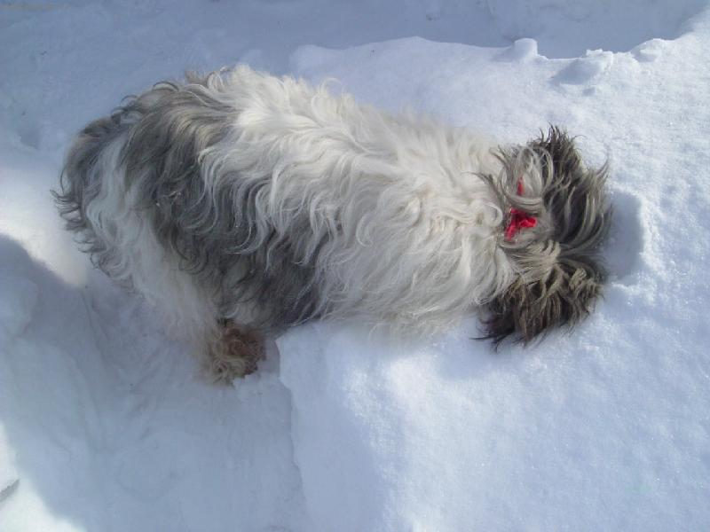 Foto: Egrif Majoli Inu podruhé....hledal myškuu..=)