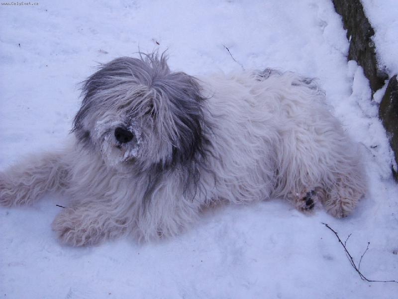 Foto: Další Erof Majoli Inu v zimě...