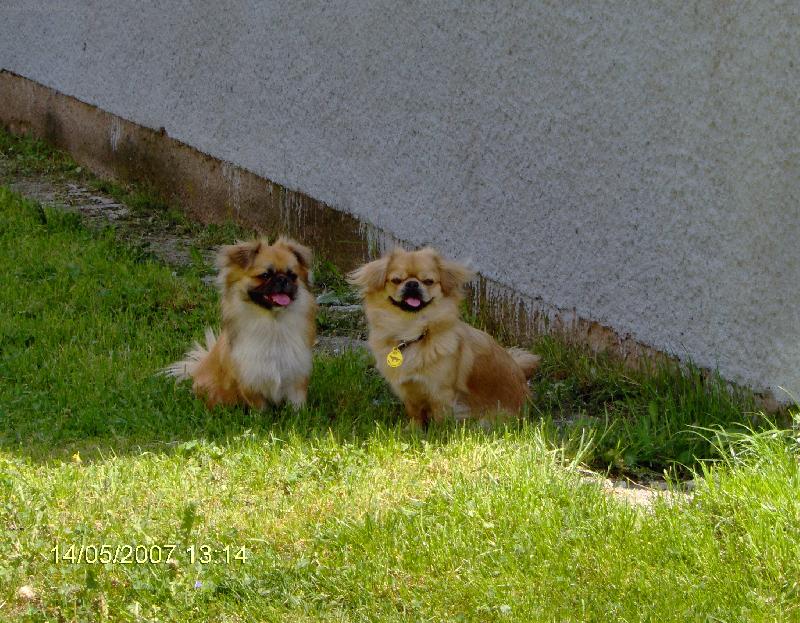 Foto: Kamoky-Aj keď nás spájaju iba predkovia sme super kamoky Pekinéza a Tibean paniel