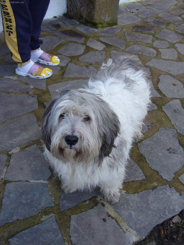 Foto: opět..Egrif Majoli Inu..-Říkáme mu jinak Matěj=)