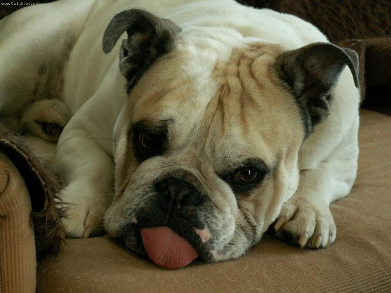 Foto: Houmánek-Takhle dadáme