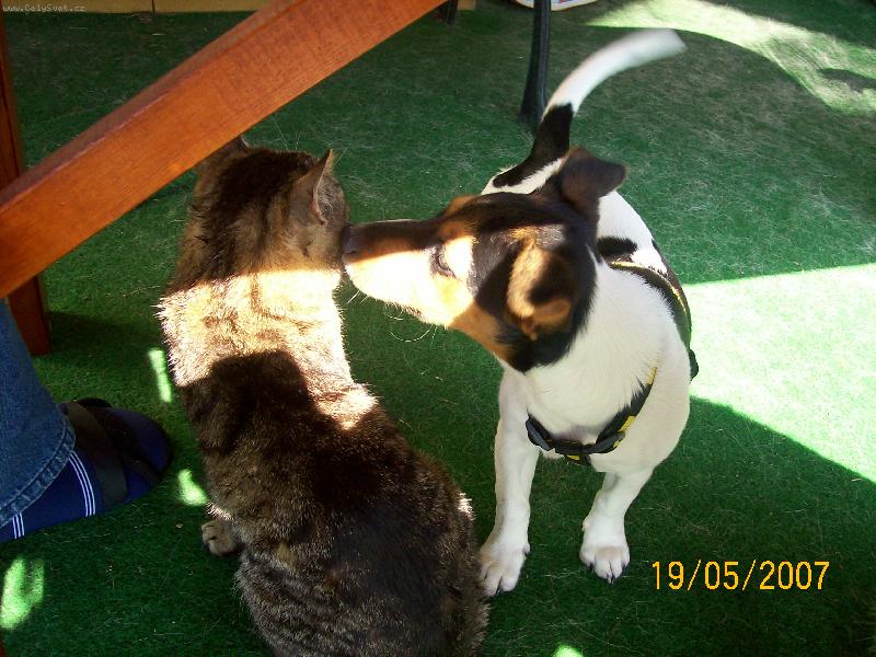 Foto: Ebi a její kamarád kocour Matýsek