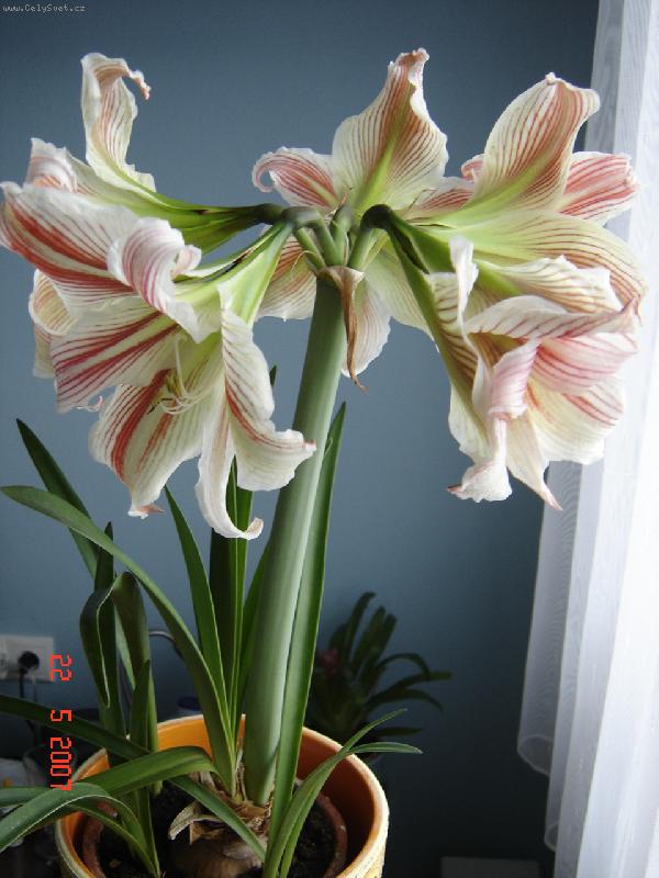 Foto: Amarylis2007-Amarylis2007