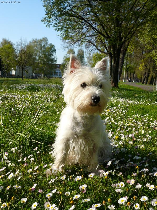 Foto: Meggy v sedmikráskách:o)