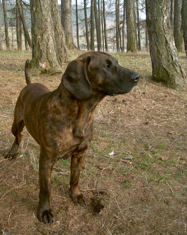 Foto: Bask-Mezinárodní šampion