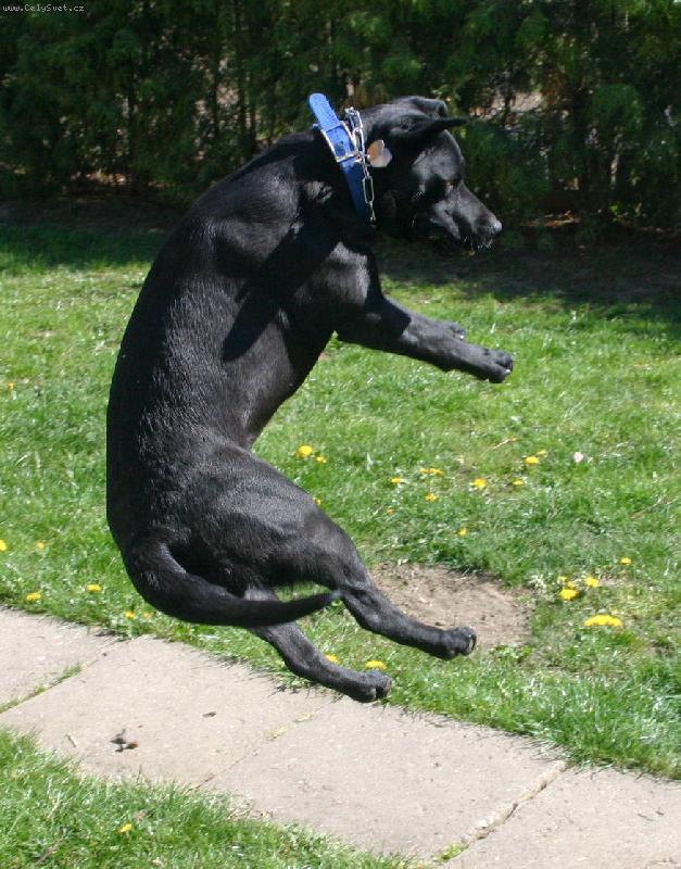 Foto: Létající Besy-Takové kousky dělá, když si hrajeme s bublifukem