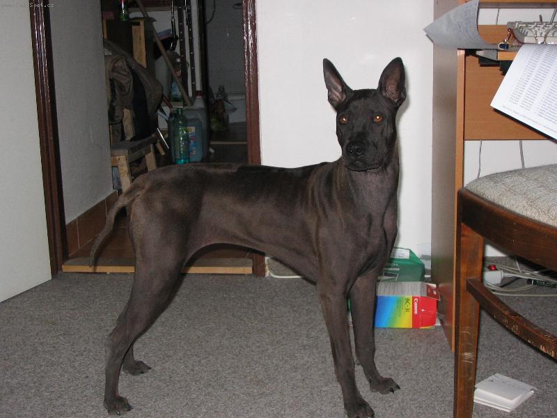 Foto: 5 měsíců stará fenka