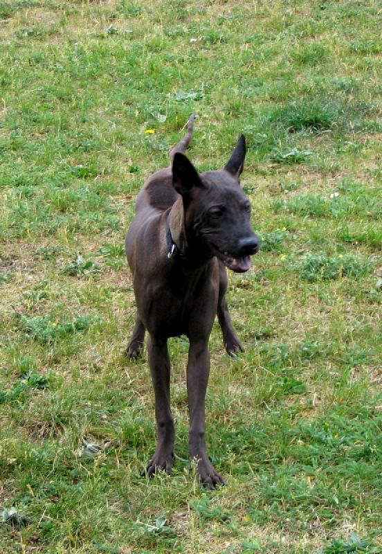 Foto: 5 měsíců stará fenka