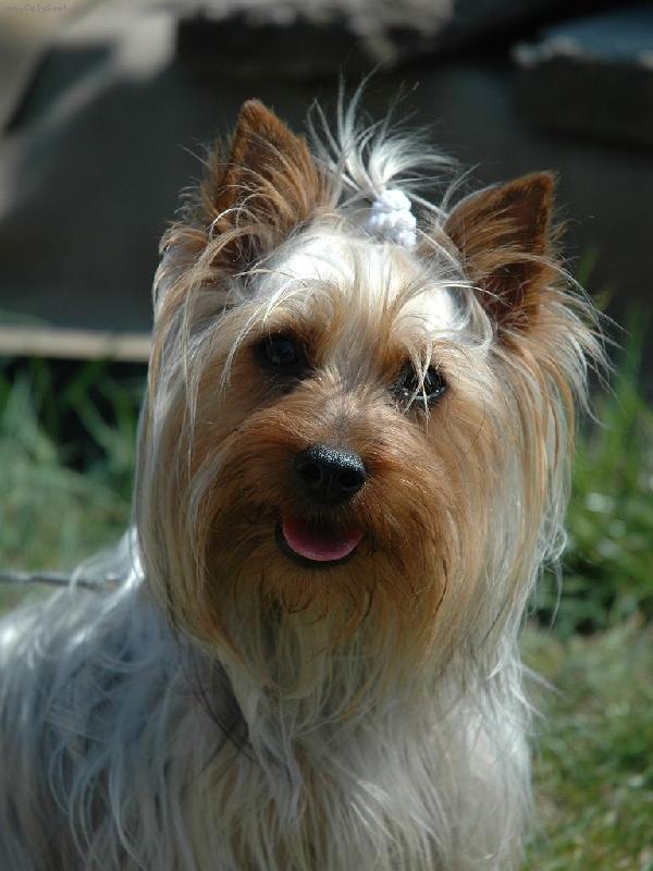 Foto: Asteria Silk of Bohemia-máš piškot?