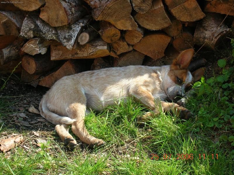 Foto: Australský honácký pes