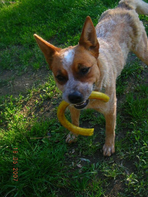 Foto: Australský honácký pes