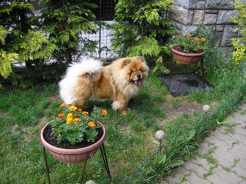 Foto: květinka mezi květinkami