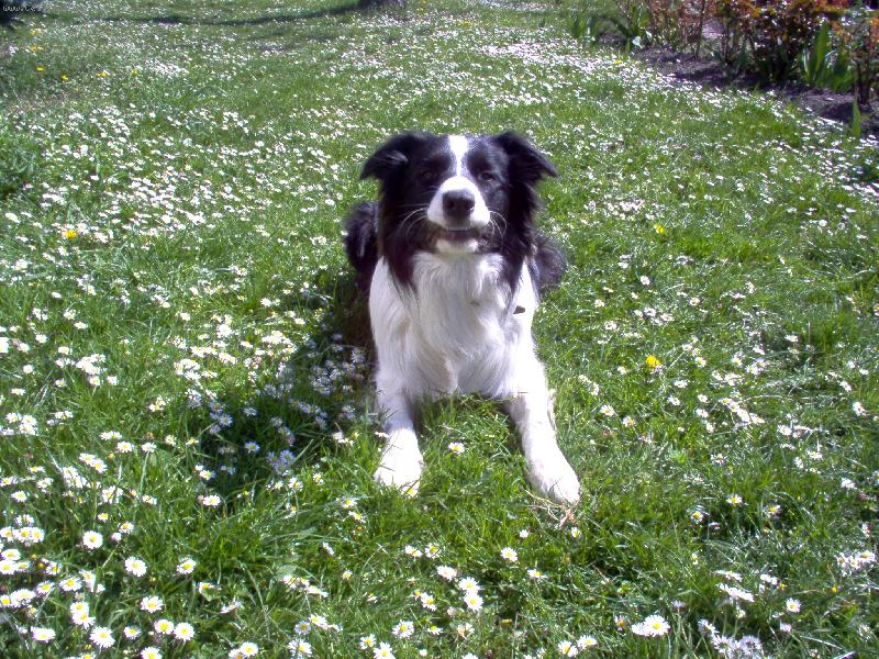 Foto: Borderák Kuci - www.kuci.wbs.cz