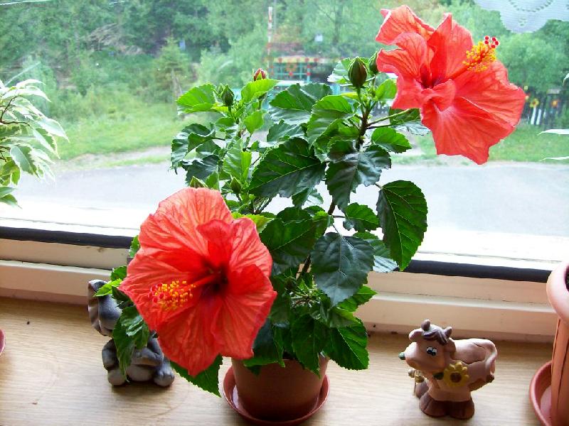 Foto: oranžový ibišek