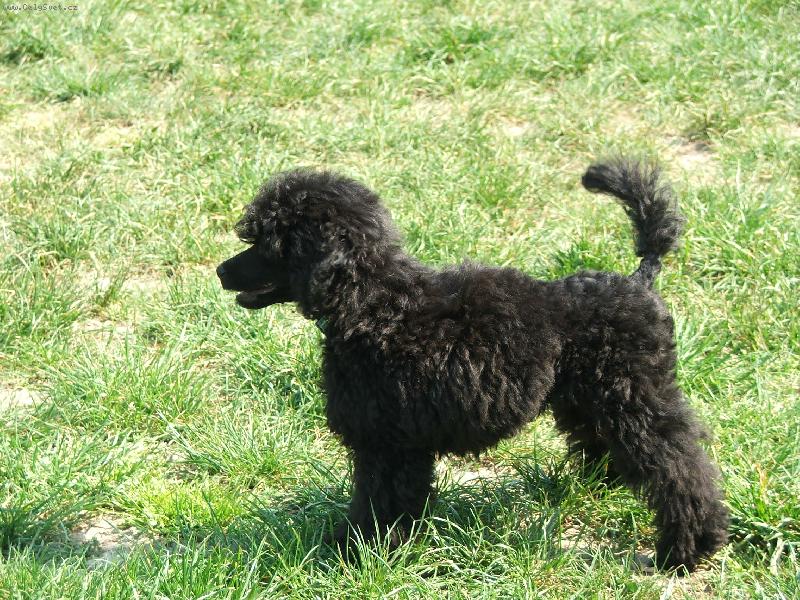 Foto: Wesley-4 měsíce