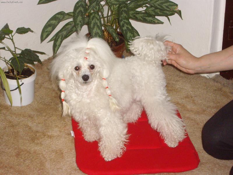 Foto: naše Sanulka-zrovna pěkně učesaná