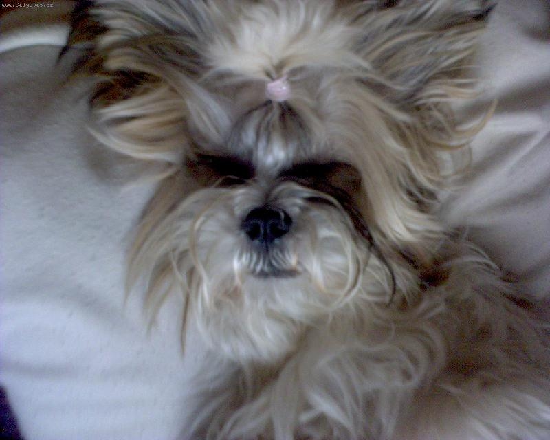 Foto: Si-tzu-Nase zlatisko Jessinka