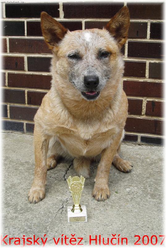 Foto: Australský honácký pes-Aussie Balmoral Moravia