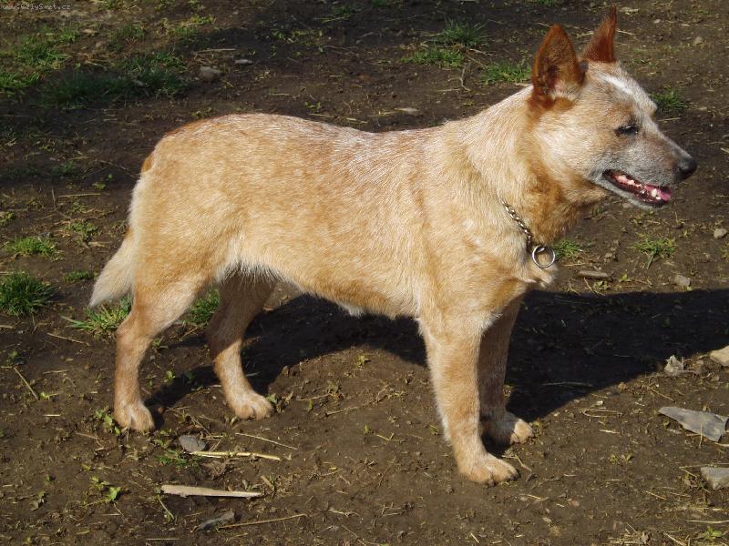 Foto: Australský honácký pes-Aussie Balmoral Moravia