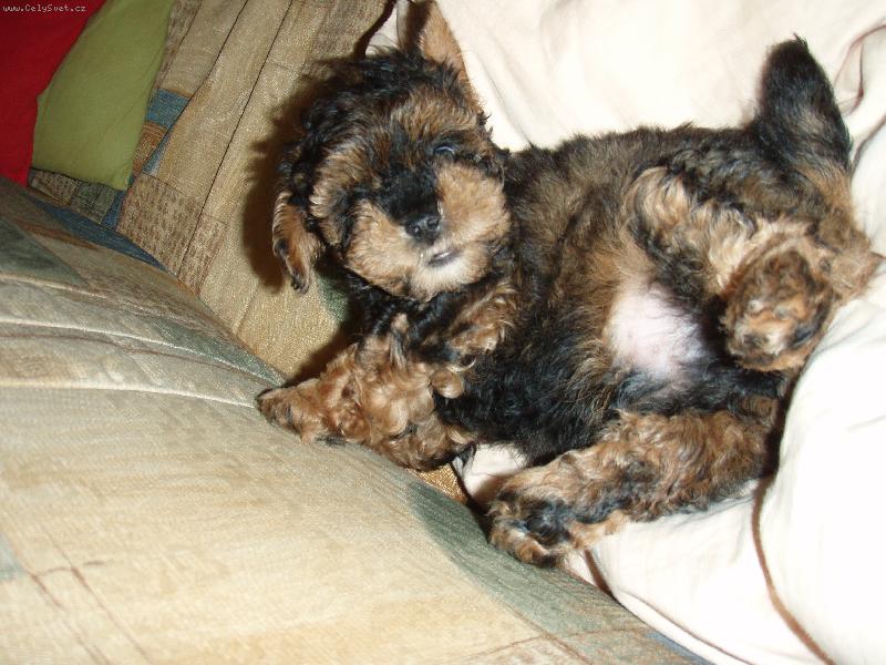 Foto: Pan ředitel odpočívá.-Takhle to já flákám