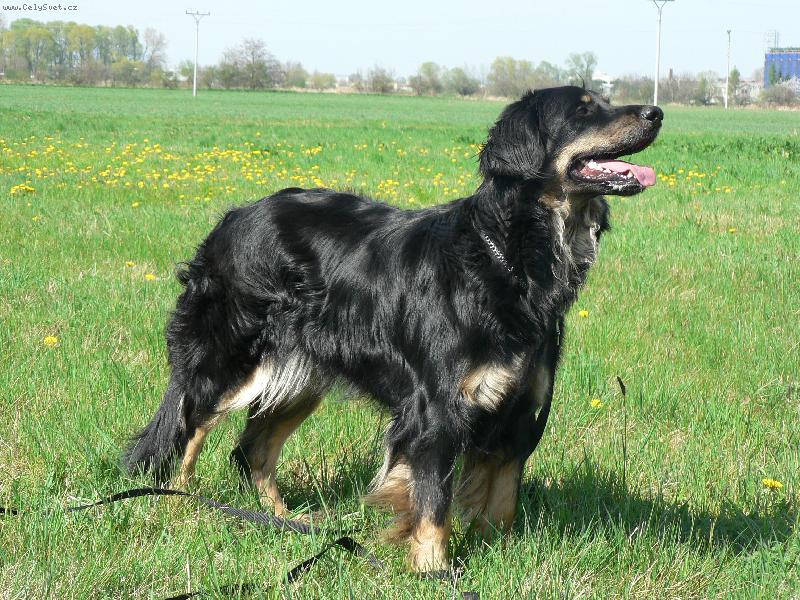 Foto: Aranka ze Slezské hořiny