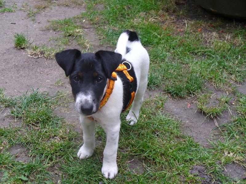 Foto: Náš milý Kubík-Foxík