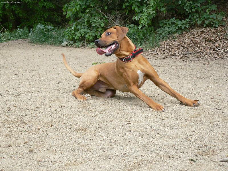 Foto: Jde se dovádět