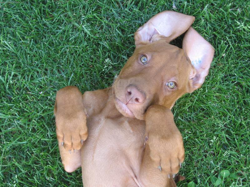 Foto: Náš bláznivý Sany