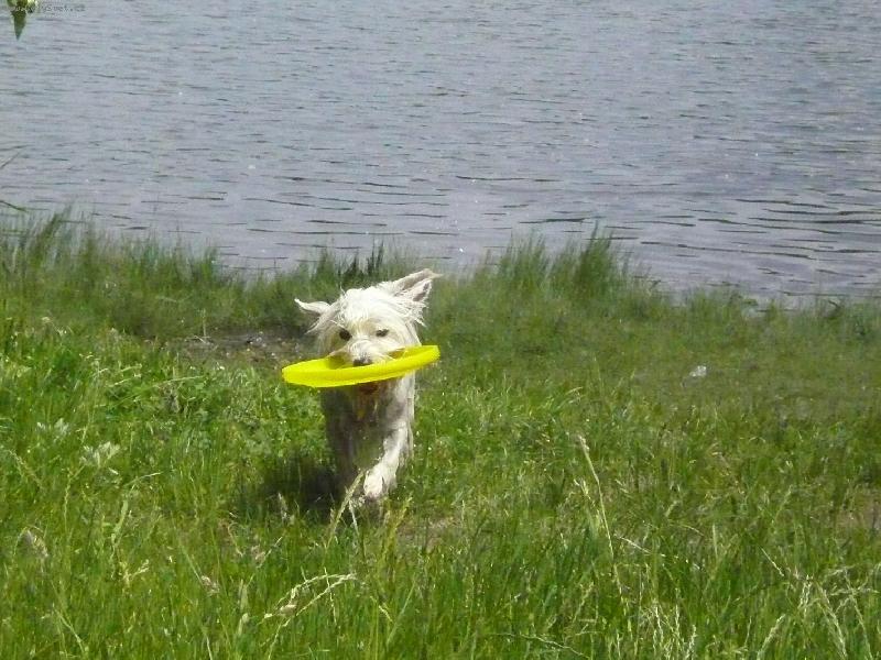 Foto: Když talíř zalétne do vody... Meg ho přinese...