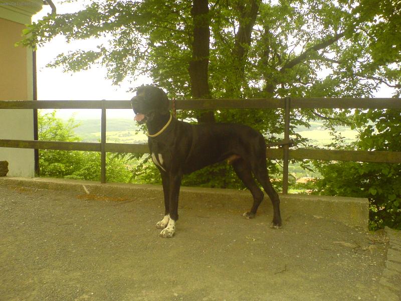 Foto: Dante Český Sirius