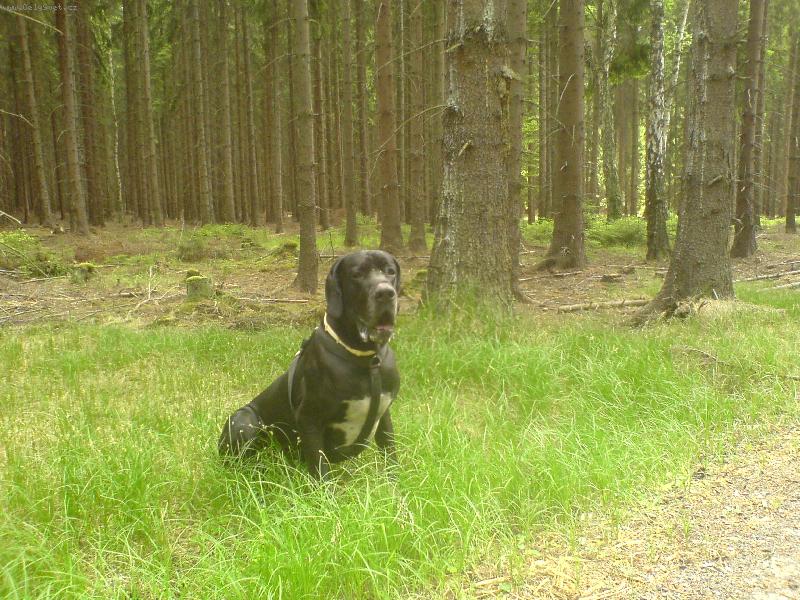 Foto: Dante Český Sirius