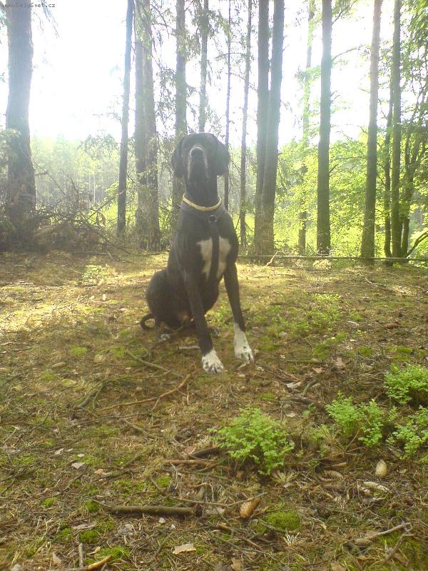 Foto: Dante Český Sirius