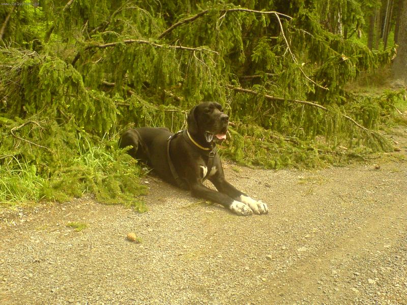 Foto: Dante Český Sirius