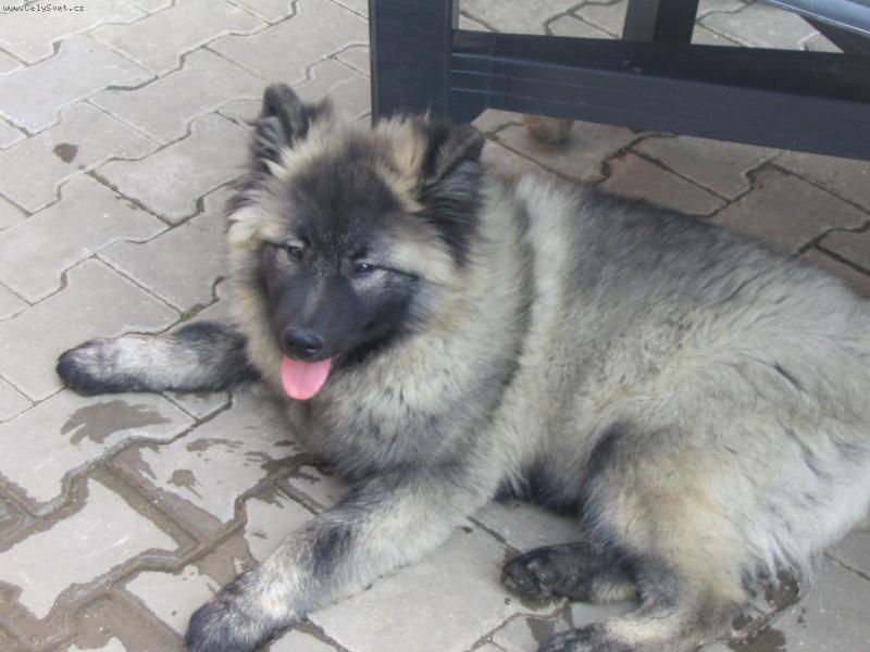 Foto: Baronek odpočívá :)