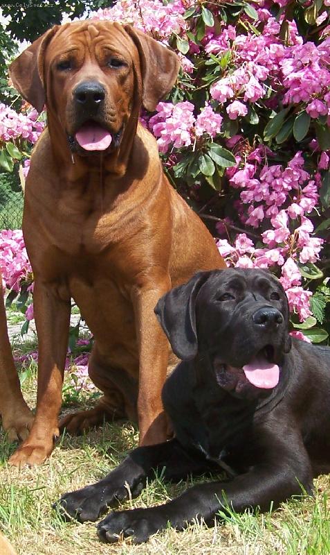 Foto: chovatelská stanice ,,Diamant severu,,-www.tosainu.cz-Deilley a Bigynek