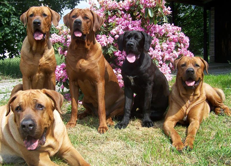 Foto: chovatelská stanice ,,Diamant severu,,-www.tosainu.cz-naši broučci:)