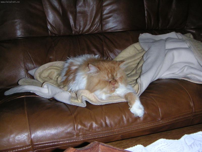 Foto: Hugo spící-Oblíbená pohovka