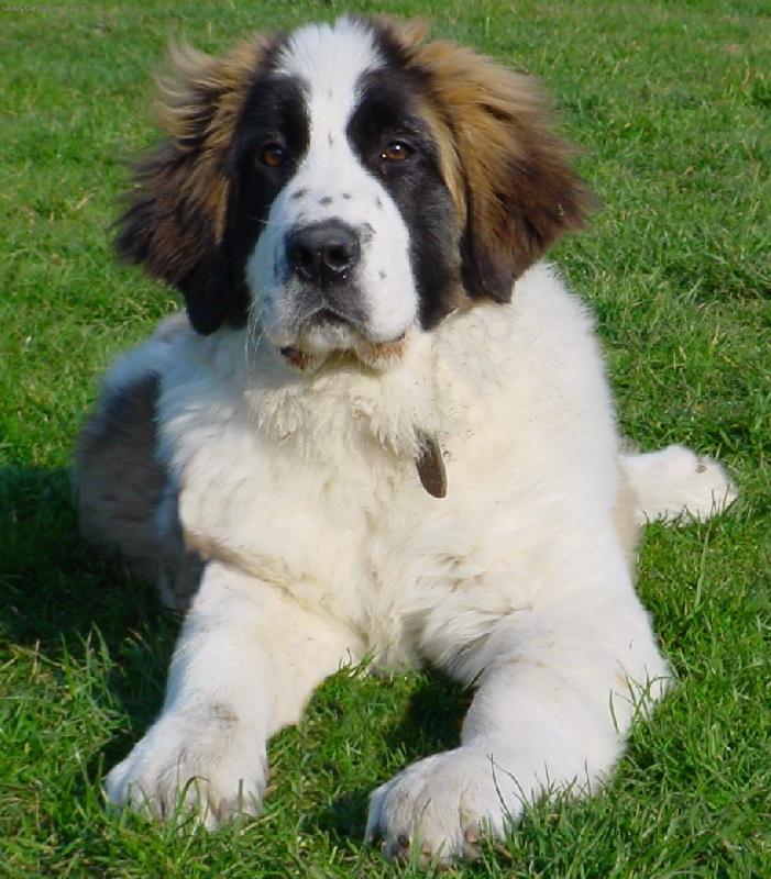 Foto: Elena Ruský medvěd - 4 měsíce