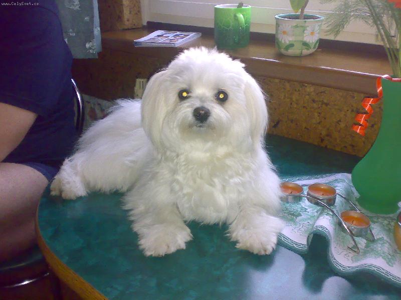 Foto: Sindynka-odpolední siesta