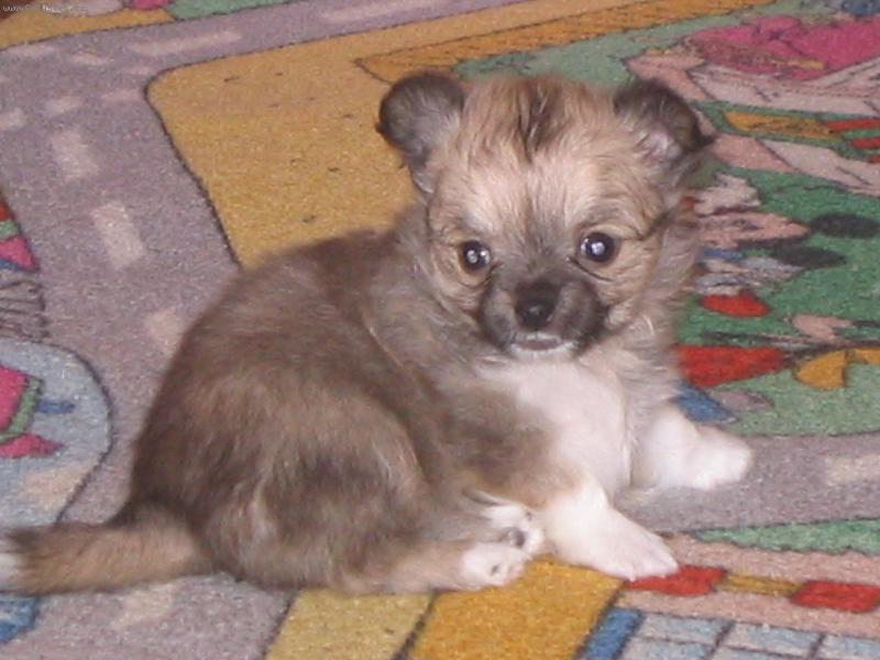 Foto: Benji-Štěně Žanetky.Moc hezounký