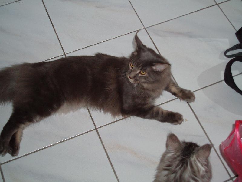 Foto: Matesák-ja jsem jeste koťátko, až vyrostu budu 2x tak dlouhatansky ,o))