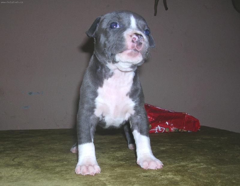 Foto: Majdule-život je krásný