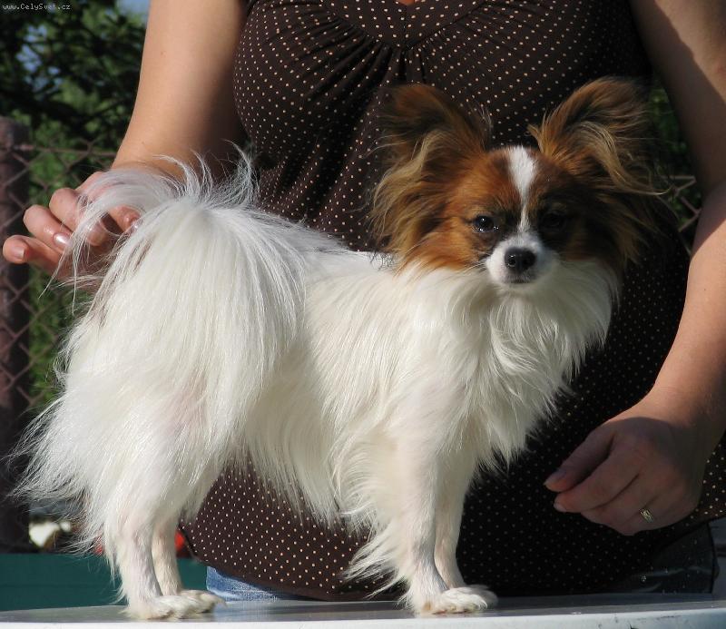 Foto: Eset Porubdký květ