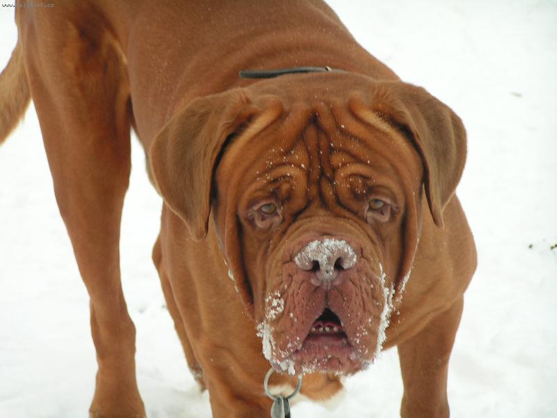 Foto: Bastien-Miluju sníh!